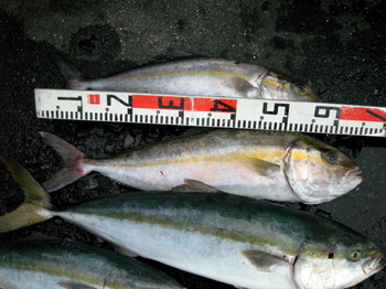 12kanpati.jpg