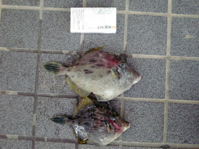 7kawahagi.jpg