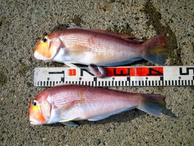 amadai_1_22_12_19.jpg